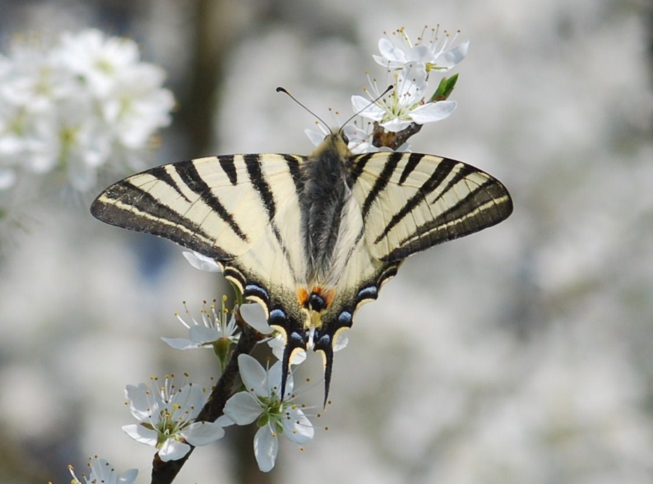 bentornata Primavera